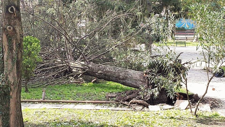 albero abbattuto in villa comunale