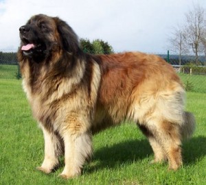 Leonberger-Dog-Images