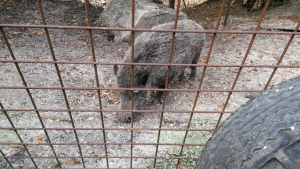 cinghiale