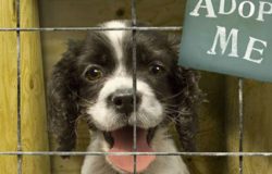 Cane adozioni, Rocchetta a Volturno