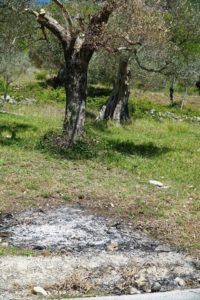 olivi bruciati venafro 2
