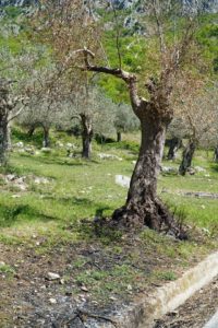 olivi bruciati venafro