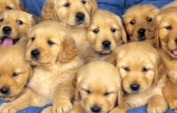 foto cani