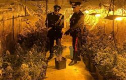 piantagione marijuana