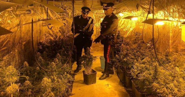 piantagione marijuana