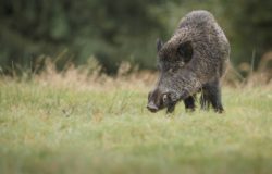cinghiale isernia