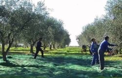 immigrati raccolte olive