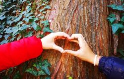 Festa dell'Albero Larino