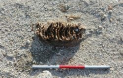 molare dell'elephas Atiquus Molise