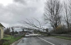 albero ss 85 venafro