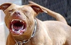 pitbull