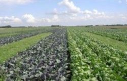 cambiamenti climatici e produzione agraria