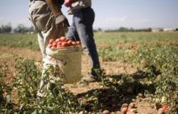 caporalato_immigrati_agricoltura
