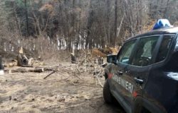 VENAFRO - Furto di legna, sette persone denunciate