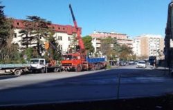 abbattimento pini secolari campobasso