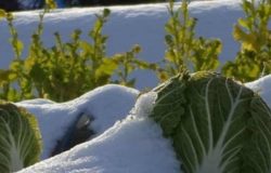ortaggi sotto la neve