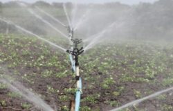 La finta primavera anticipa le primizie