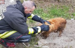 VENAFRO - Cane finisce nel torrente Rava, salvato dai Vigili del Fuoco