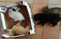 cuccioli abbandonati cassonetto ceppagna