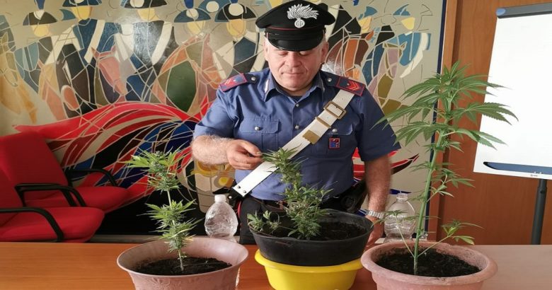 Tre piantine di cannabis trovate in un campo incolto, sequestrate dai Carabinieri