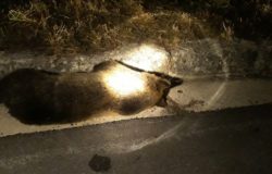 orso investito rionero