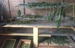 Coltivava ed essiccava marjiuana, business di circa 260mila euro arrestato bracciante agricolo 32enne