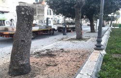 CAMPOBASSO - Viale Elena, alberi in fin di vita abbattuti