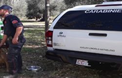 Esche avvelenate, cinque cani morti e tre sottoposti a cure medico veterinarie