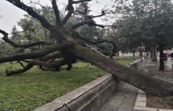leccio secolare caduto campobasso