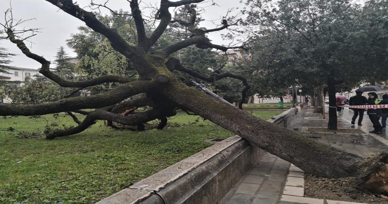leccio secolare caduto campobasso