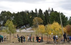 Montenero di Bisaccia, Un albero per ogni nato