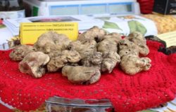 Mostra mercato, Tartufo bianco, San Pietro Avellana