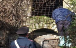 CRONACA - Pecore e cani abbandonati e segregati in un casolare, denunciato 50enne