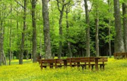 RICCIA - Bosco Mazzocca