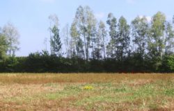 Cambiamenti climatici, caldo anomalo e siccità