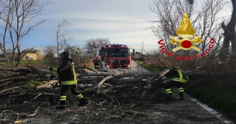Guglionesi, San Giacomo degli Schiavoni, Grosso albero sradicato, vento, cade sulla strada