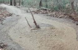 SMALTIMENTO RIFIUTI - Sversava in un bosco liquami provenienti dalla propria azienda inquinando a valle un Torrente, denunciato 52enne