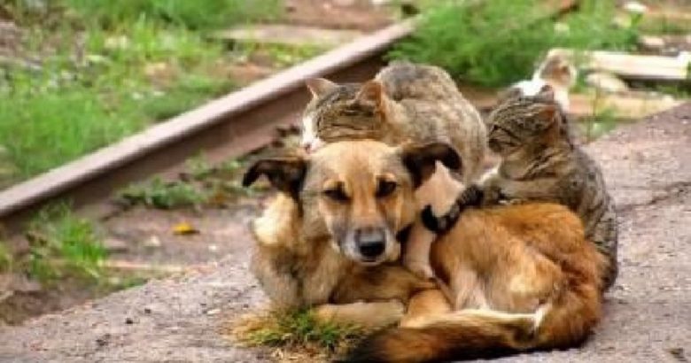 randagismo cani e gatti