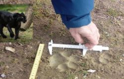 Caccia alla pantera, avvistata nelle campagne. Sopralluogo del Servizio veterinario