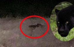 avvistata una pantera