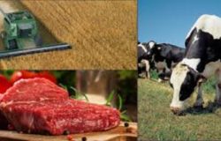 AGRICOLTURA E ZOOTECNIA