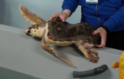 SCUOLA, Guglionesi, studenti adottano, tartaruga marina, caretta