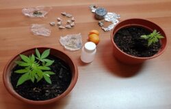 CRONACA - Kobret”, dosi di “marijuana” e due piantine di “cannabis” padre e figlio nei guai