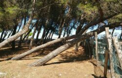 pinete di Campomarino e Petacciato
