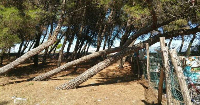 pinete di Campomarino e Petacciato
