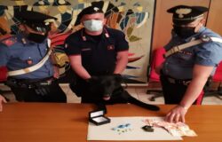 ISERNIA, arresti domiciliari, continua a spacciare, arrestato