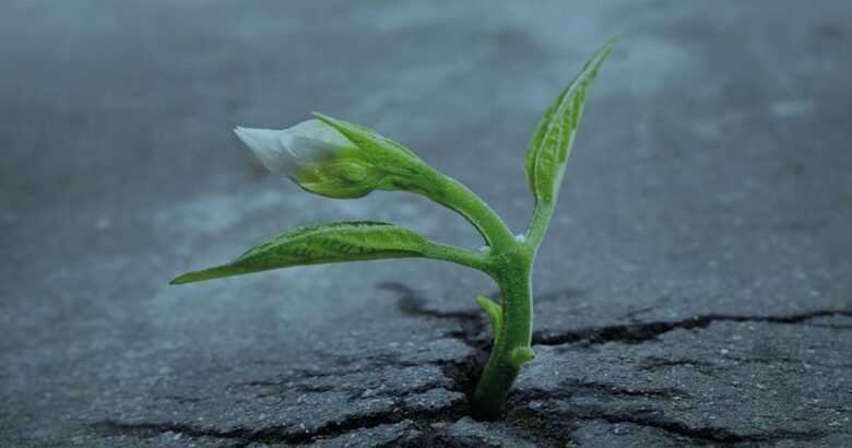 TUTELA AMBIENTALE - “Più Verde… Più Vita”, seconda rivista scientifica a cura della Smaltimenti Sud