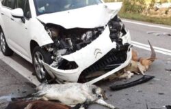 POLIZIA, Animali investiti, incidenti