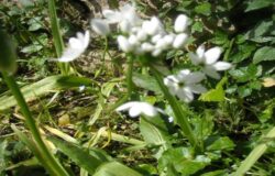 Se nei fossi crescono i fiori...