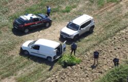 Sequestrata, piantagione, marijuana, piante, canapa indiana